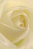 This evocative image draws you intimately into the core of a creamy-white rose, as if you are softly embraced within its unfolding petals at the heart of Woodside. Each layer gently unfurls, whisper-light and inviting, the texture almost as soft and refreshing as early dew on local park mornings. Ivory and cream whirl together in graceful motion, while subtle shadows nestle between the folds, lending depth and quiet drama that echo the peaceful spirit of Woodside's gardens. The gentle radiance of the petals feels like a silent wish carried on the breeze, exuding calm that soothes the senses. For the local florist, such a bloom is the very essence of reverence and pure admiration-a perfect choice for marking new beginnings, sending sympathy, or savoring a moment of gratitude. The close perspective captures not just the flower's outward beauty but the artistry and emotional care invested in every thoughtfully crafted bouquet. One can nearly catch the faint, delicate aroma-unobtrusive yet deeply comforting-reminiscent of fresh arrangements made with care for Woodside neighbors seeking meaning in life's most heartfelt occasions.